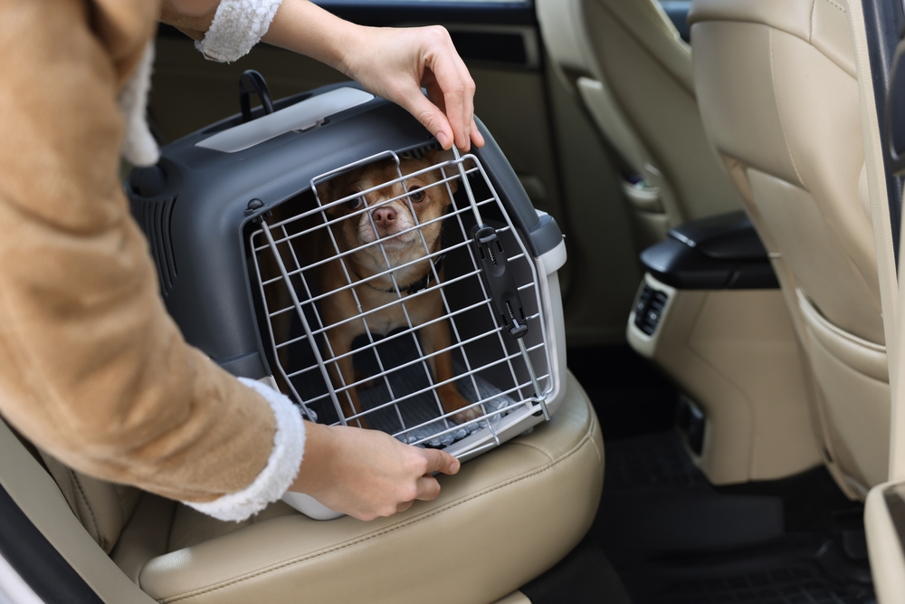 車に愛犬を乗せる時、どこに乗せていますか？法律違反にならない安全な乗せ方