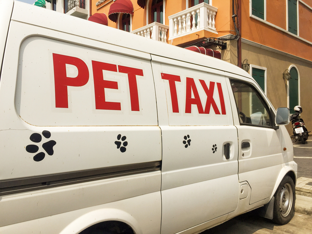 愛犬とのお出かけに便利、ペットタクシー活用法