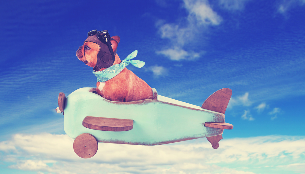 愛犬と機内へ同乗できる日本初の飛行機