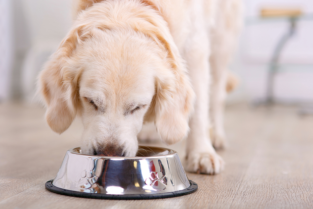 驚きの食欲！シニア犬の食欲増大の理由と対処法