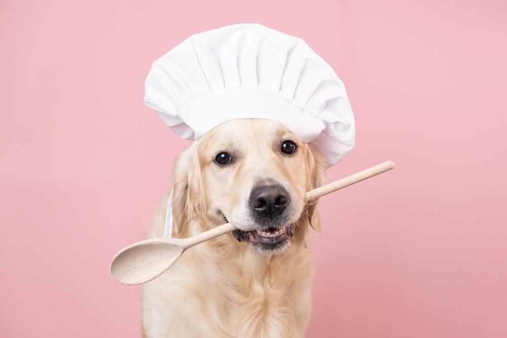 愛犬の手作りご飯、栄養バランスやカロリー計算はどうすればいい？
