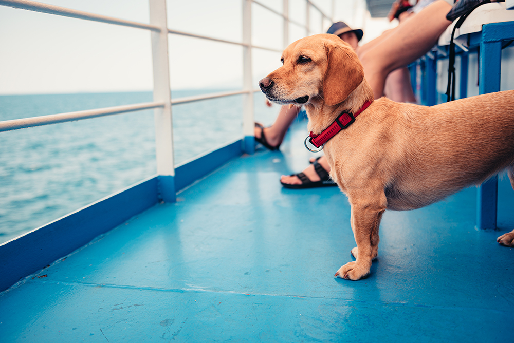 愛犬と北海道を旅しよう！愛犬OKのフェリー情報を比較検討