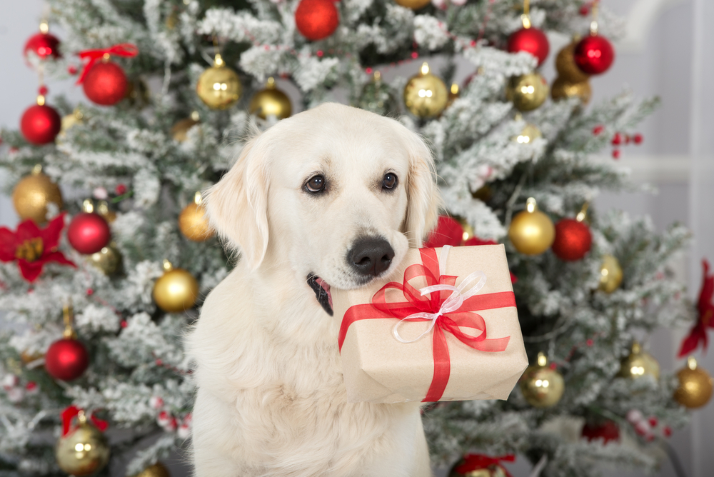愛犬へ一年のご褒美はいかがですか？クリスマスやお正月、ゆっくりできる時間に愛犬へのご褒美を用意しませんか？