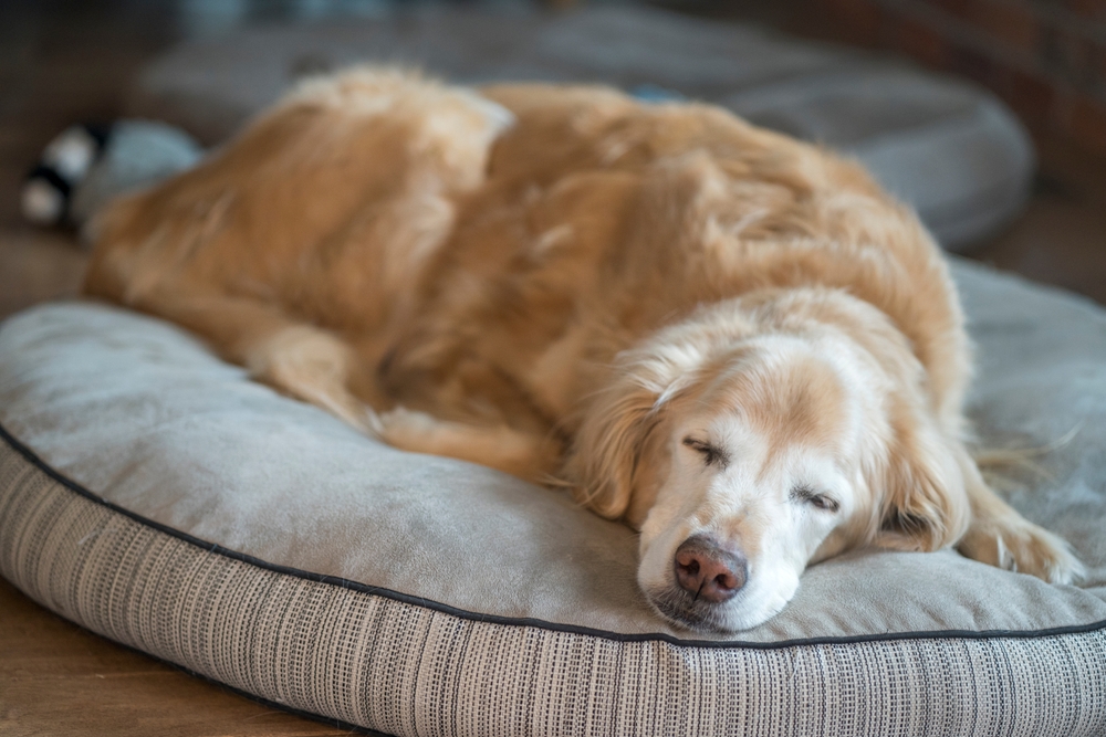 愛犬の睡眠時間はどのぐらい必要かご存知ですか？