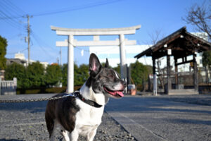 ペット 亡くなっ オファー た 神社