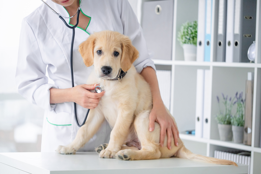 愛犬が健康で長生きできるためには定期的な健康診断がおすすめ！
