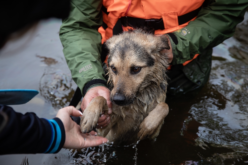水の中から救助される犬